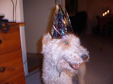 Ruhåret foxterrier Pjevs - skal vi feste??? billede 9