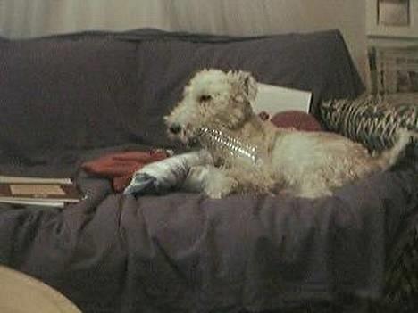 Ruhåret foxterrier Pjevs - uMMM flaske !!!!! billede 10