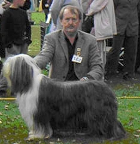 Bearded collie Louise - Louise da hun vandt Københavnsvinder titlen 2004 billede 2