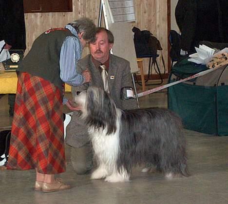 Bearded collie Louise - Louise på udstilling i Tyskland billede 3