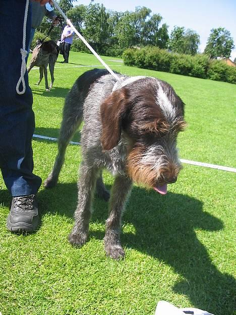 Ruhåret hønsehund .V.I.P. dusty :o) billede 1