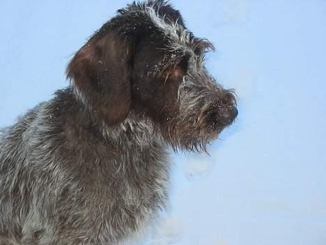 Ruhåret hønsehund .V.I.P. dusty :o) billede 2