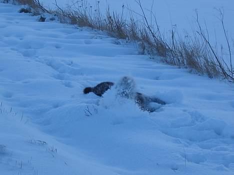 Ruhåret hønsehund .V.I.P. dusty :o) billede 4