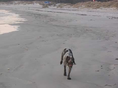 Ruhåret hønsehund .V.I.P. dusty :o) billede 5