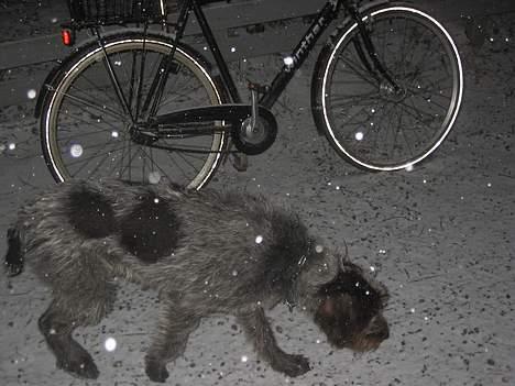 Ruhåret hønsehund .V.I.P. dusty :o) billede 6