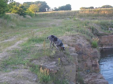 Ruhåret hønsehund .V.I.P. dusty :o) billede 7