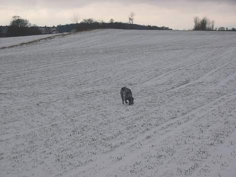 Ruhåret hønsehund .V.I.P. dusty :o) billede 9