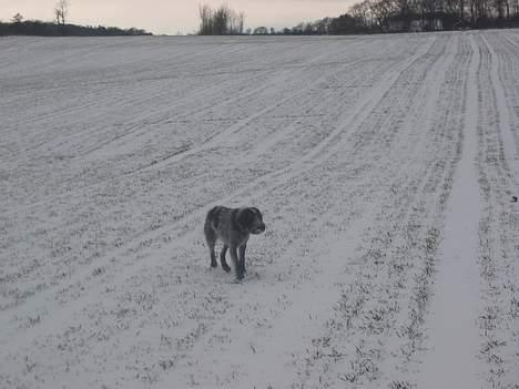 Ruhåret hønsehund .V.I.P. dusty :o) billede 10