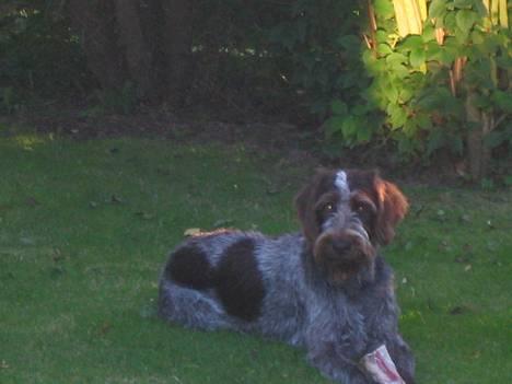 Ruhåret hønsehund .V.I.P. dusty :o) billede 8