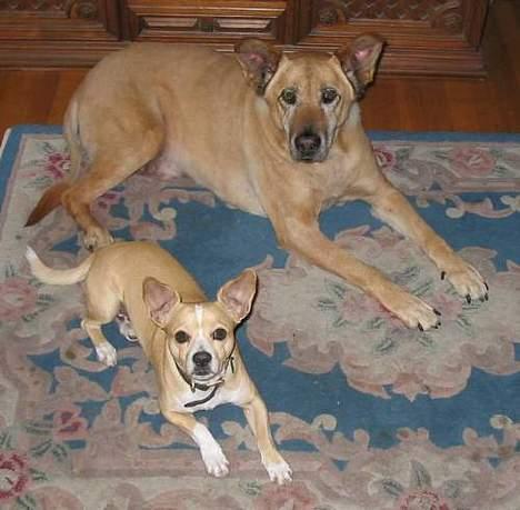 Chihuahua Bobby - Bobby sammen med en af vennerne.. billede 4