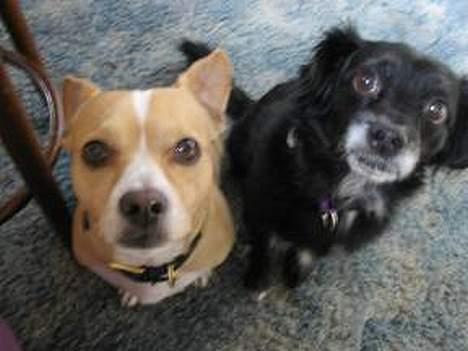 Chihuahua Bobby - sammen med en ven mere.. billede 5