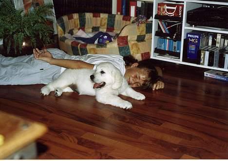 Golden retriever Maxey - Aflivet 06-12-2013 - her er han endnu mindre... og det er dagen vi fik ham... er han ikke dejlig??? billede 8