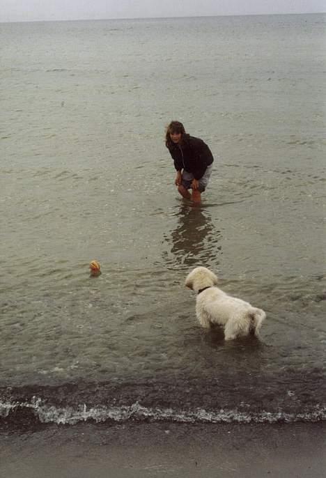 Golden retriever Maxey - Aflivet 06-12-2013 - en lidt kold sommer dag ved stranden, der skal lige siges at Maxey er vild med vand... billede 9