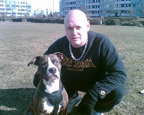 Amerikansk staffordshire terrier Emma - Hejsa til jer alle sammen billede 1