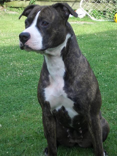 Amerikansk staffordshire terrier Emma billede 2