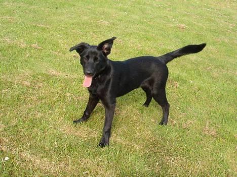 Blanding af racer Zenta - NYT ! billede 1