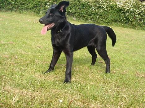 Blanding af racer Zenta - NYT ! billede 2