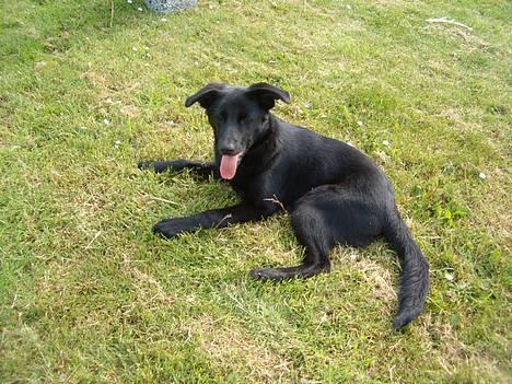 Blanding af racer Zenta - NYT ! billede 3