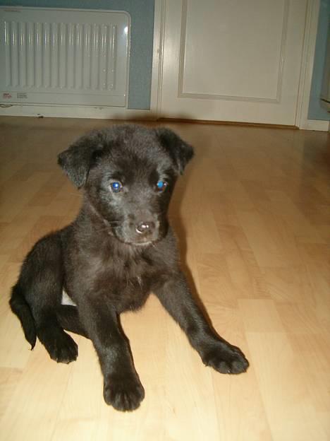 Blanding af racer Zenta - første dag vi havde hende ! billede 5