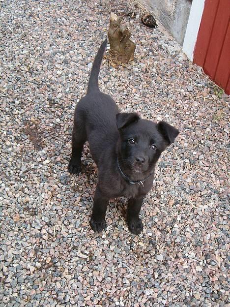 Blanding af racer Zenta - Gammelt ! [So NICE] billede 6