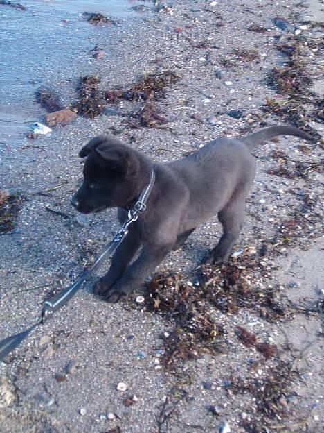 Blanding af racer Zenta - gammelt ! [første gang hun så havet !] billede 7