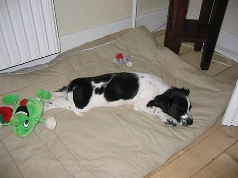 Cocker spaniel Mille - Snork  billede 1