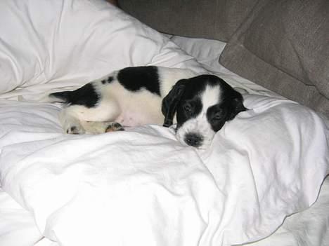 Cocker spaniel Mille - Er lige kommet til mit nye hjem hos min mor og far billede 2