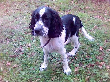 Cocker spaniel Mille - Er ude og lege  billede 3