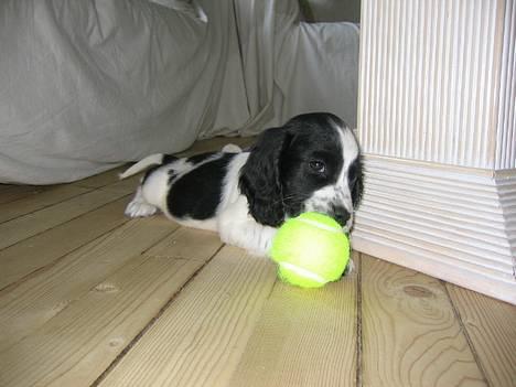 Cocker spaniel Mille - Lidt at gnaske på  billede 4