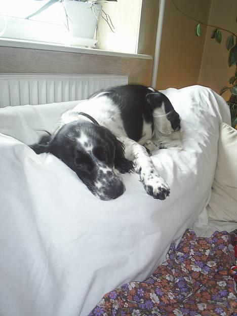 Cocker spaniel Mille - Tager lige en lille lur billede 5