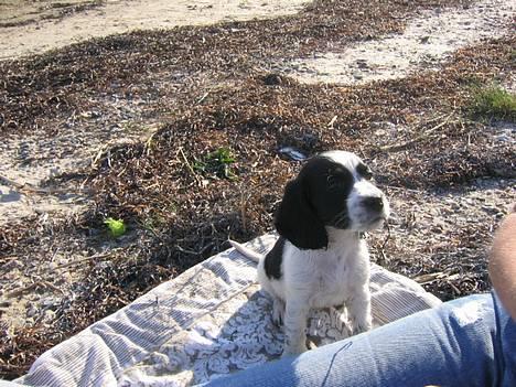 Cocker spaniel Mille - Jeg vil godt have lidt af det mad  billede 6