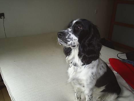 Cocker spaniel Mille billede 7