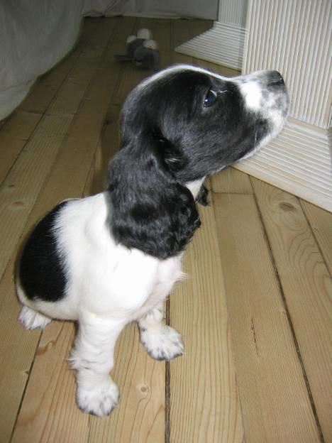 Cocker spaniel Mille - hej hej billede 8