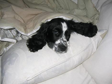 Cocker spaniel Mille - Nat nat  billede 9