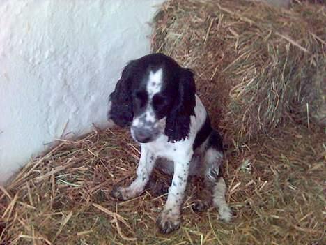 Cocker spaniel Mille - Ude at lege på gården  billede 10