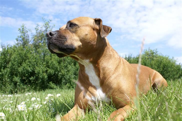 Amerikansk staffordshire terrier perle - hej sa billede 1