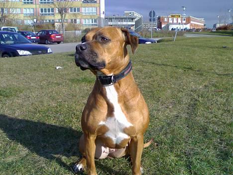 Amerikansk staffordshire terrier perle - årh hvor er de irreterene billede 2