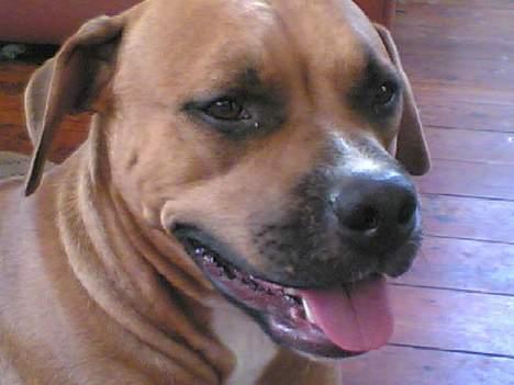 Amerikansk staffordshire terrier perle billede 3