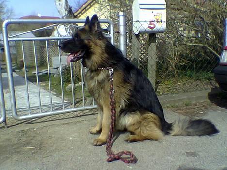 Schæferhund Bamse Heok´s Marko RIP - venter lige :) billede 1