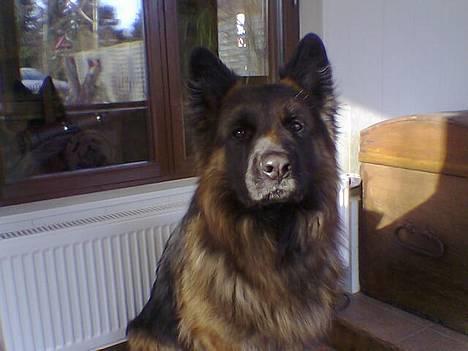Schæferhund Bamse Heok´s Marko RIP - sol på  næsen jubii :o) billede 2