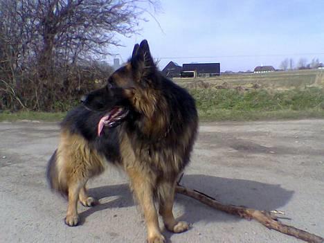 Schæferhund Bamse Heok´s Marko RIP - kat? billede 3