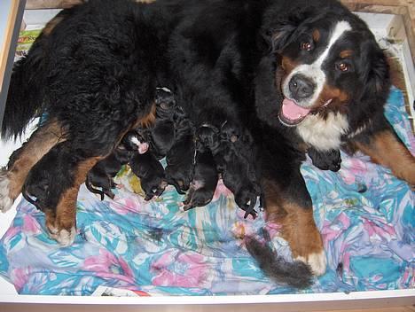 Berner sennenhund lady - vi har fået hvalpe d 28 maj 2005 billede 1