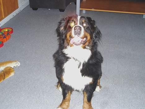 Berner sennenhund lady - se hvor pænt jeg sidder godbid TAK billede 2