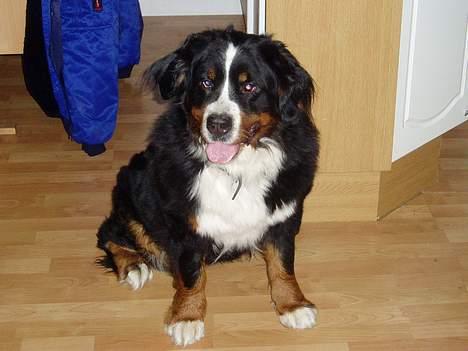 Berner sennenhund lady billede 3
