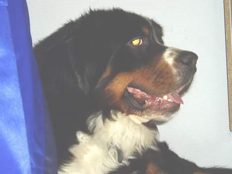 Berner sennenhund lady - Hvem kommer?? billede 4