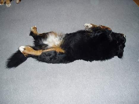 Berner sennenhund lady - 10 min på den anden side også billede 5