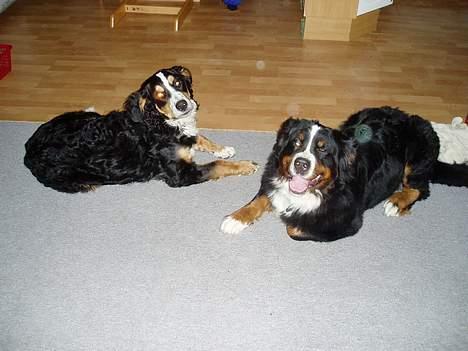 Berner sennenhund lady - lady og rollo billede 6
