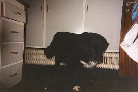 Blanding af racer Sussi billede 2