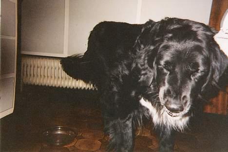 Blanding af racer Sussi billede 4