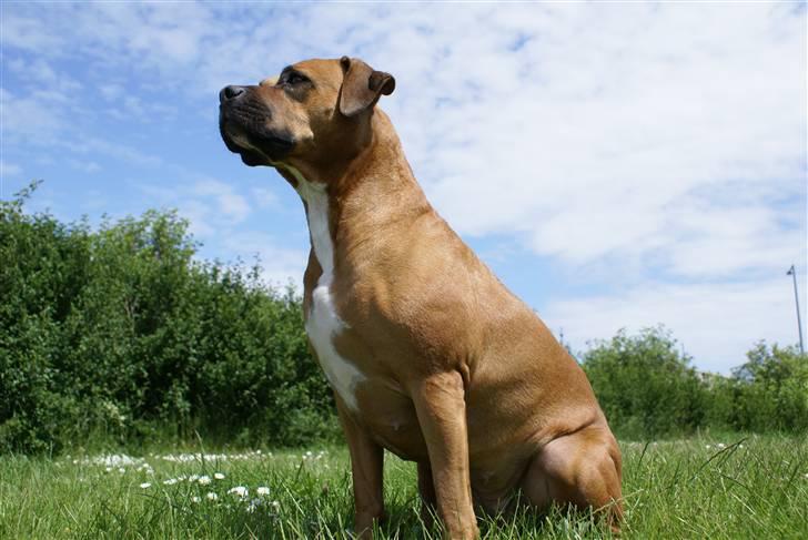 Amerikansk staffordshire terrier perle billede 4